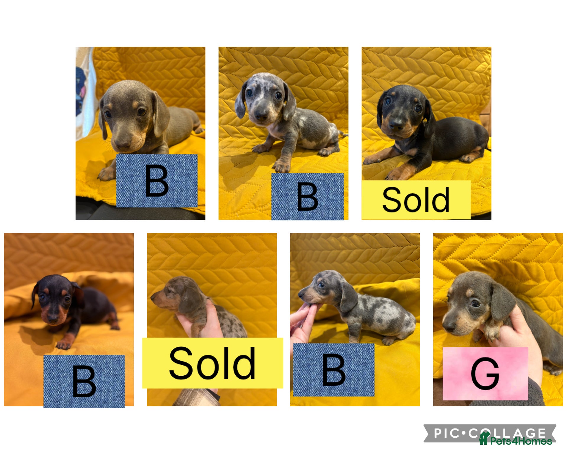 Miniature Dachshund dogs KC registered Miniature Dachshund Puppies - Advert 3