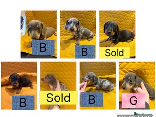 Miniature Dachshund dogs KC registered Miniature Dachshund Puppies - Advert 11