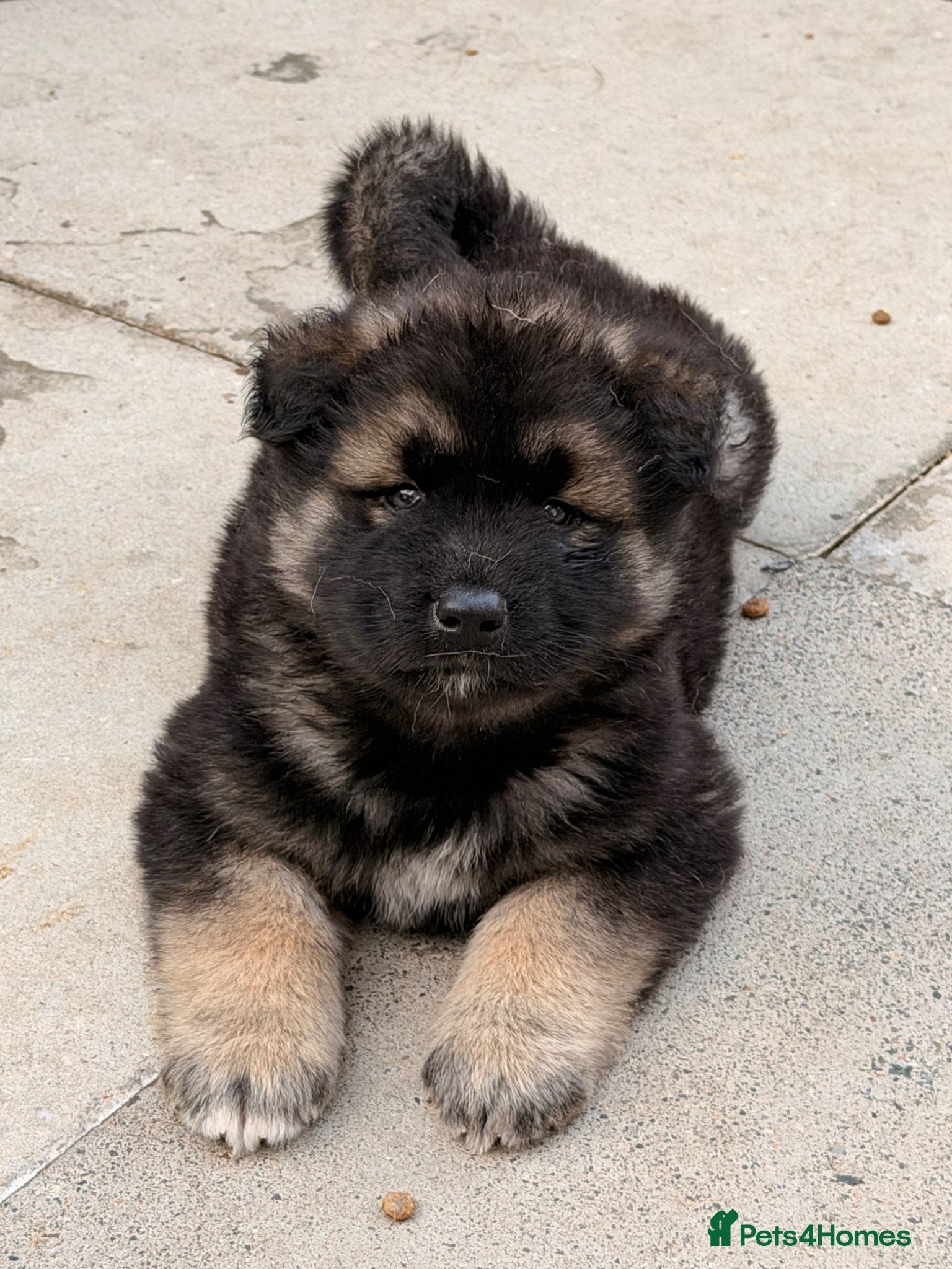 Akita dogs for sale: American Akita  - Advert 23