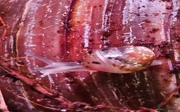 Snails invertebrates for sale: Giant African Land Snails - Image 1