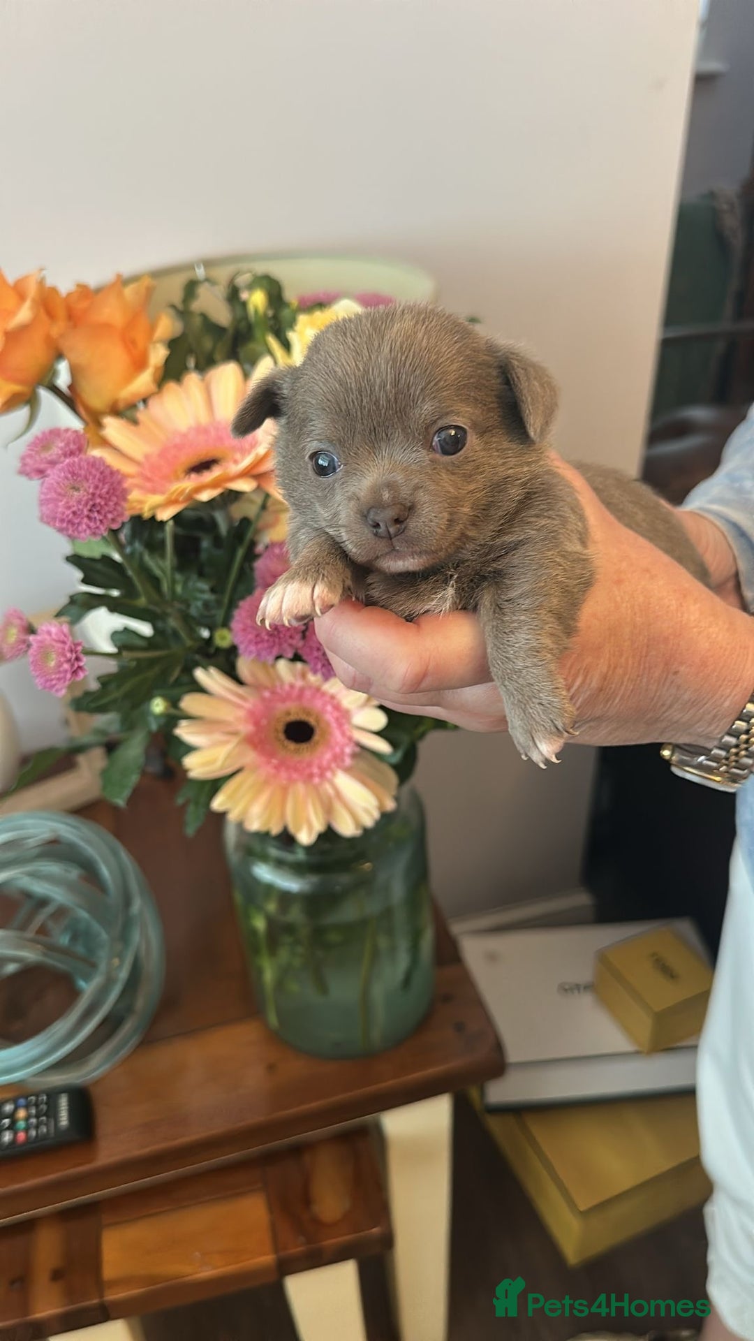 Chihuahua dogs for sale: Beautiful chihuahua pups! Long and short haired!! - Image 10