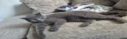 British Shorthair cats for sale: British shorthair - Advert 9
