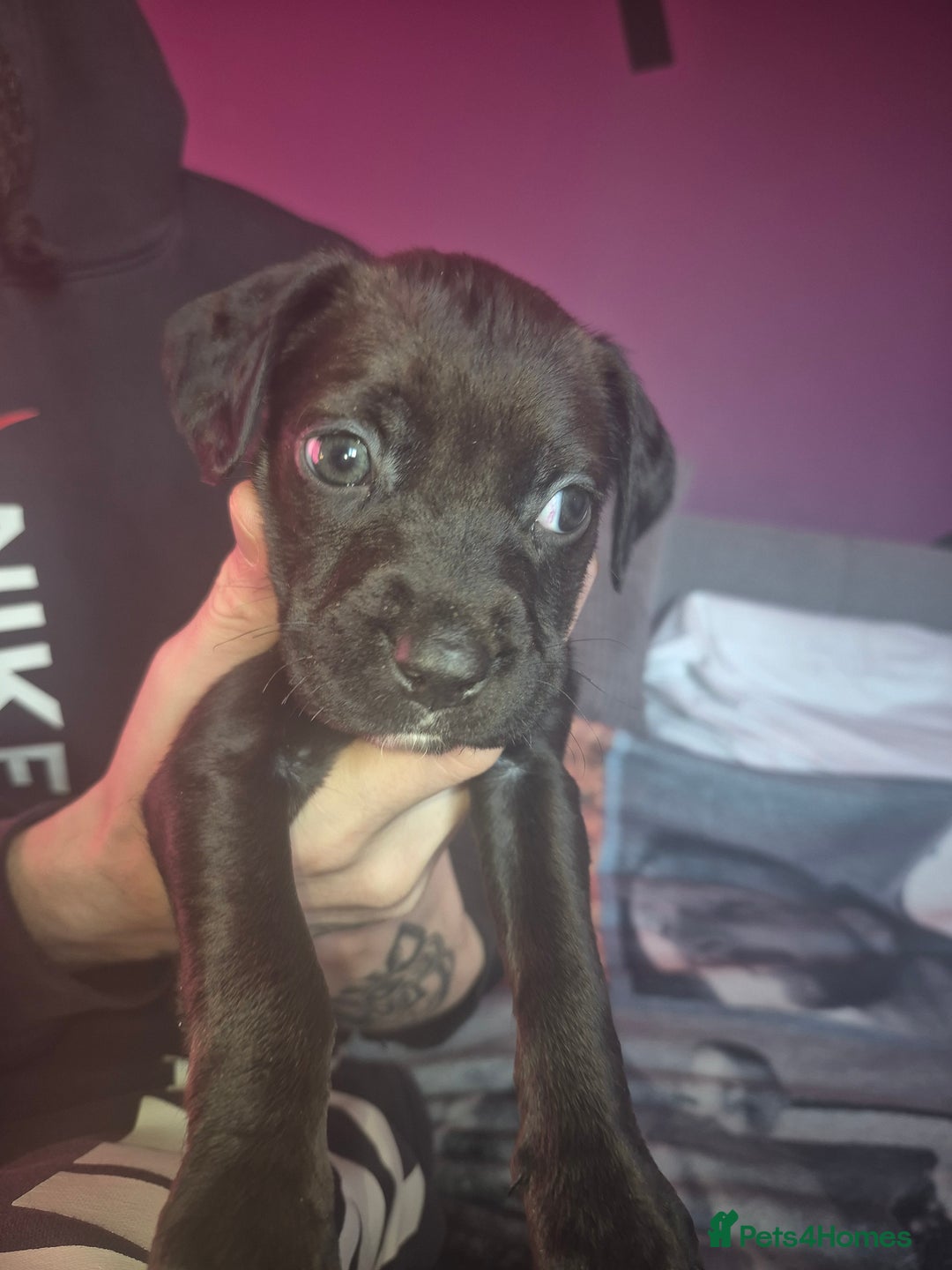 Mixed Breed dogs for sale: Bullmastiff x Springer Spaniel Puppies - Advert 30