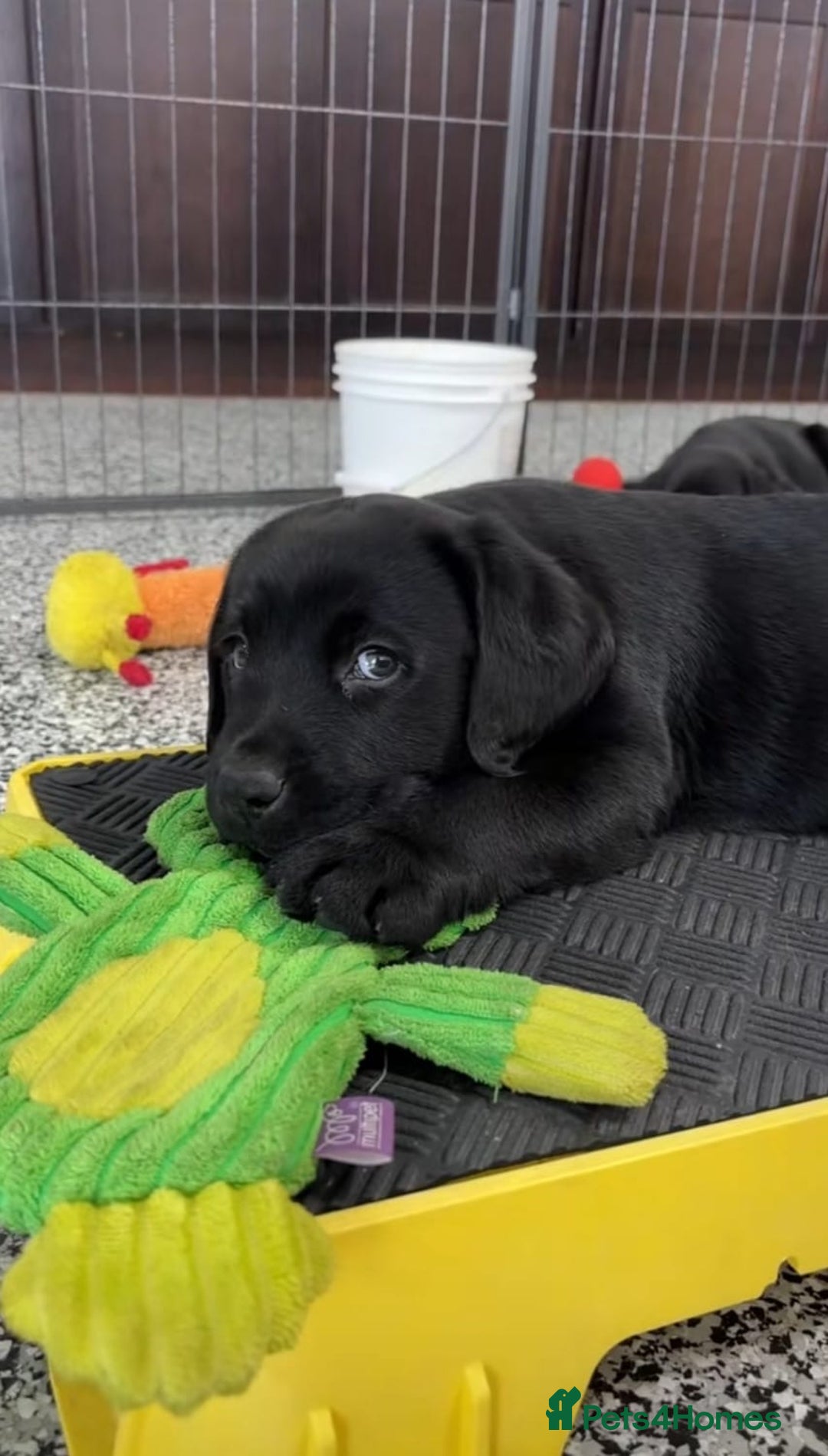 Labrador Retriever dogs for sale: Beautiful Labrador puppies for sale - Advert 1