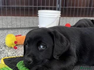 Labrador Retriever dogs Beautiful Labrador puppies for sale - Advert 2