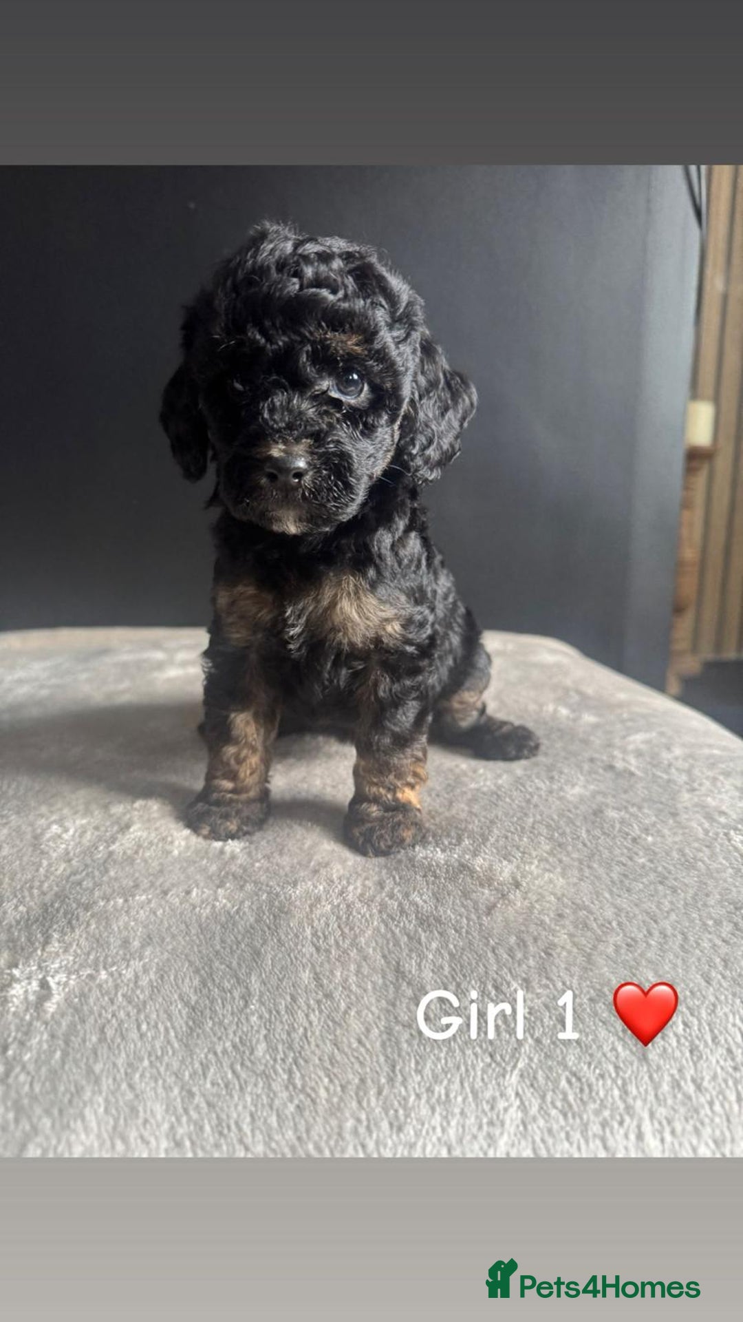 Cockapoo dogs for sale: F1 Cockapoo Puppies. - Image 6