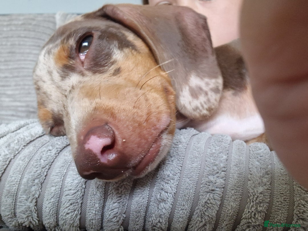 Dachshund dogs for stud: Daushound available for stud.  - Advert 15