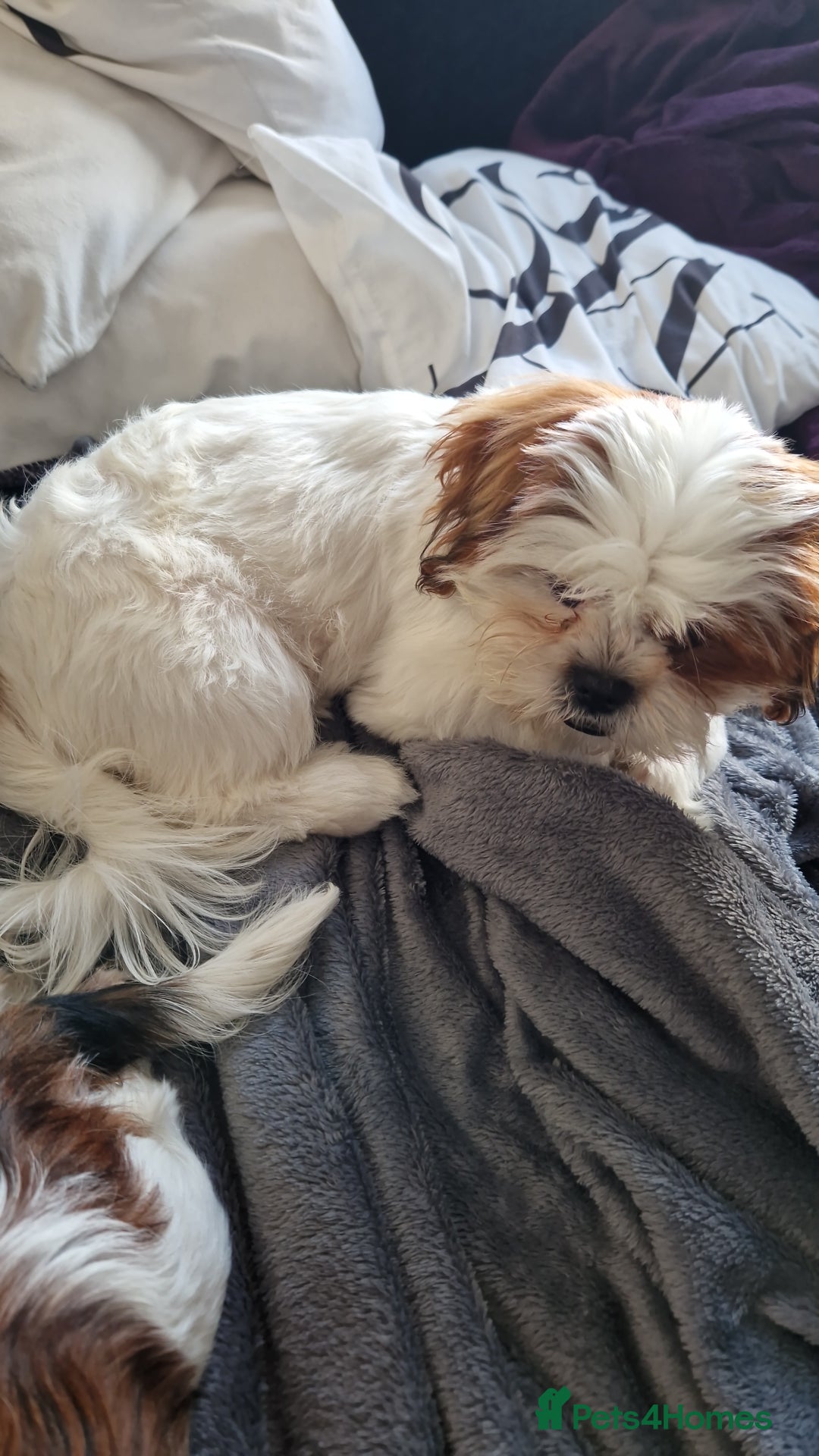 Shih Tzu dogs for sale: X2 Shih tzu puppies  - Image 6