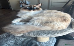 Ragdoll cats for sale: Beautiful 9-Month-Old Indoor Ragdoll - Advert 2