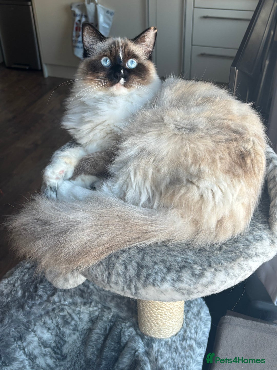 Ragdoll cats for sale: Beautiful 9-Month-Old Indoor Ragdoll - Advert 2