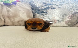 Miniature Dachshund dogs for sale: Miniature dachshunds - Image 11