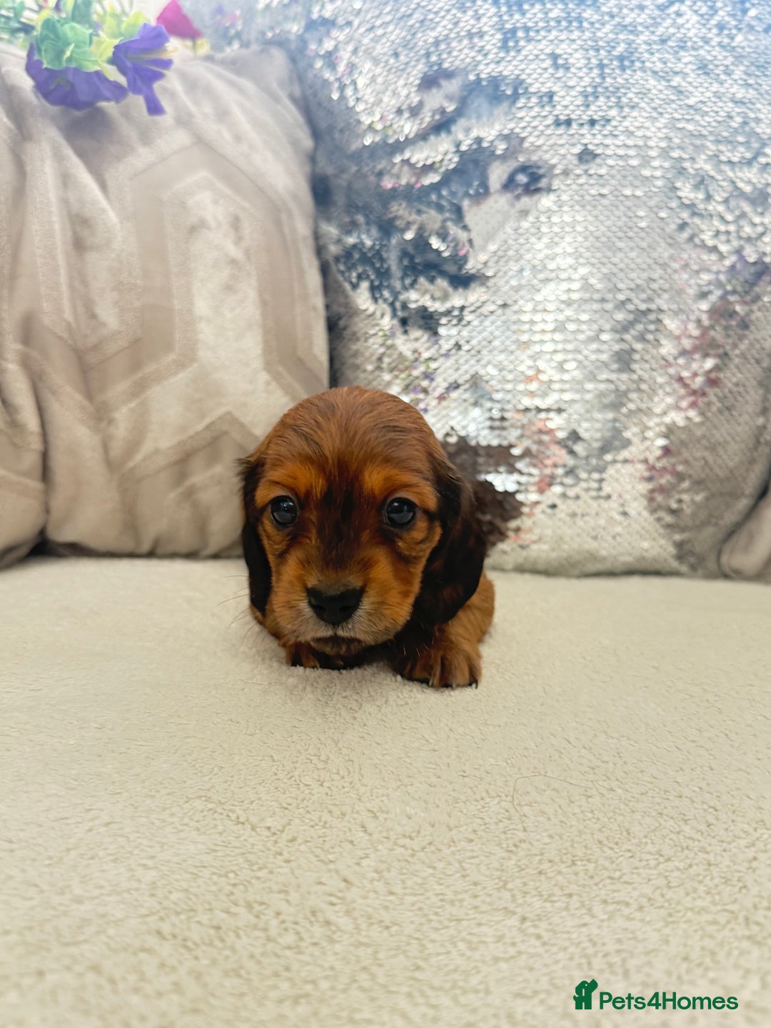 Miniature Dachshund dogs for sale: Miniature dachshunds - Image 11