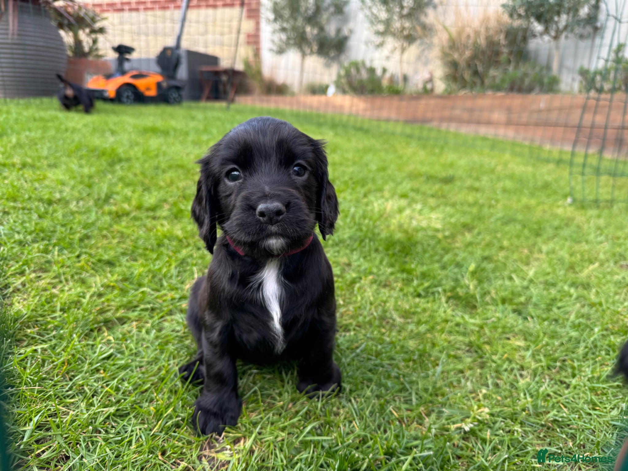 Cocker Spaniel dogs KC Registered Working Cocker Spaniels  - Advert 6