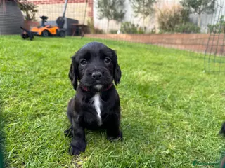 Cocker Spaniel dogs KC Registered Working Cocker Spaniels - Advert 6