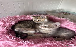 British Shorthair cats for sale: 5 Adorable British Shorthair Kittens - Image 18