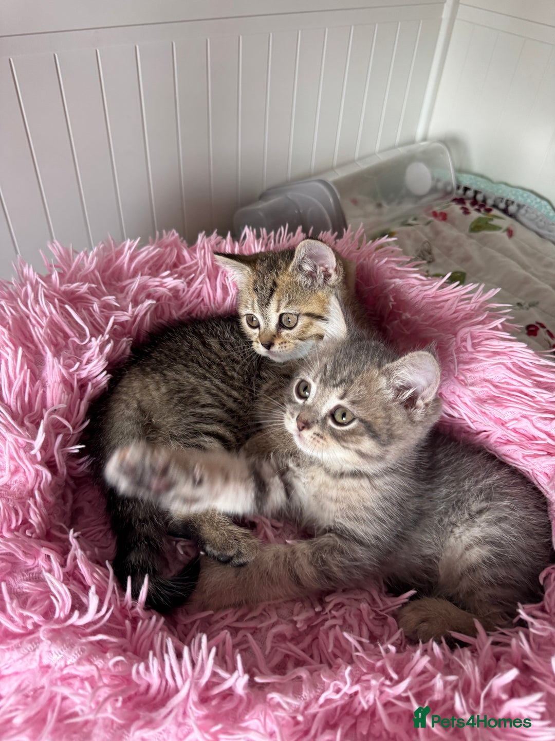 British Shorthair cats for sale: 5 Adorable British Shorthair Kittens - Image 18