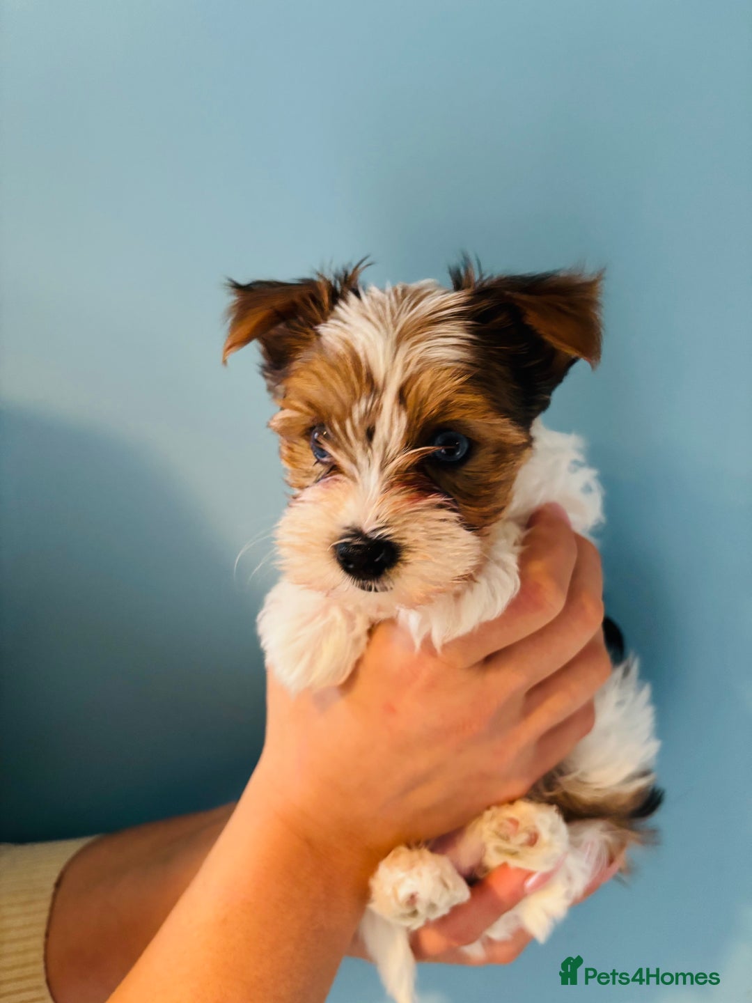 Yorkshire Terrier dogs for sale: ❤️Beautiful blue eyed Yorkshire terrier puppies❤️ - Advert 22