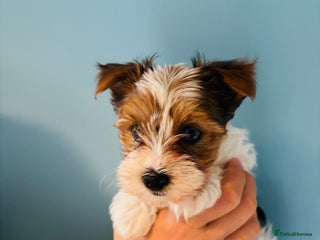 Yorkshire Terrier dogs ❤️Beautiful blue eyed Yorkshire terrier puppies❤️ - Advert 10