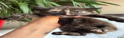British Shorthair cats for sale: Adorable Marble markings Kittens - Advert 13