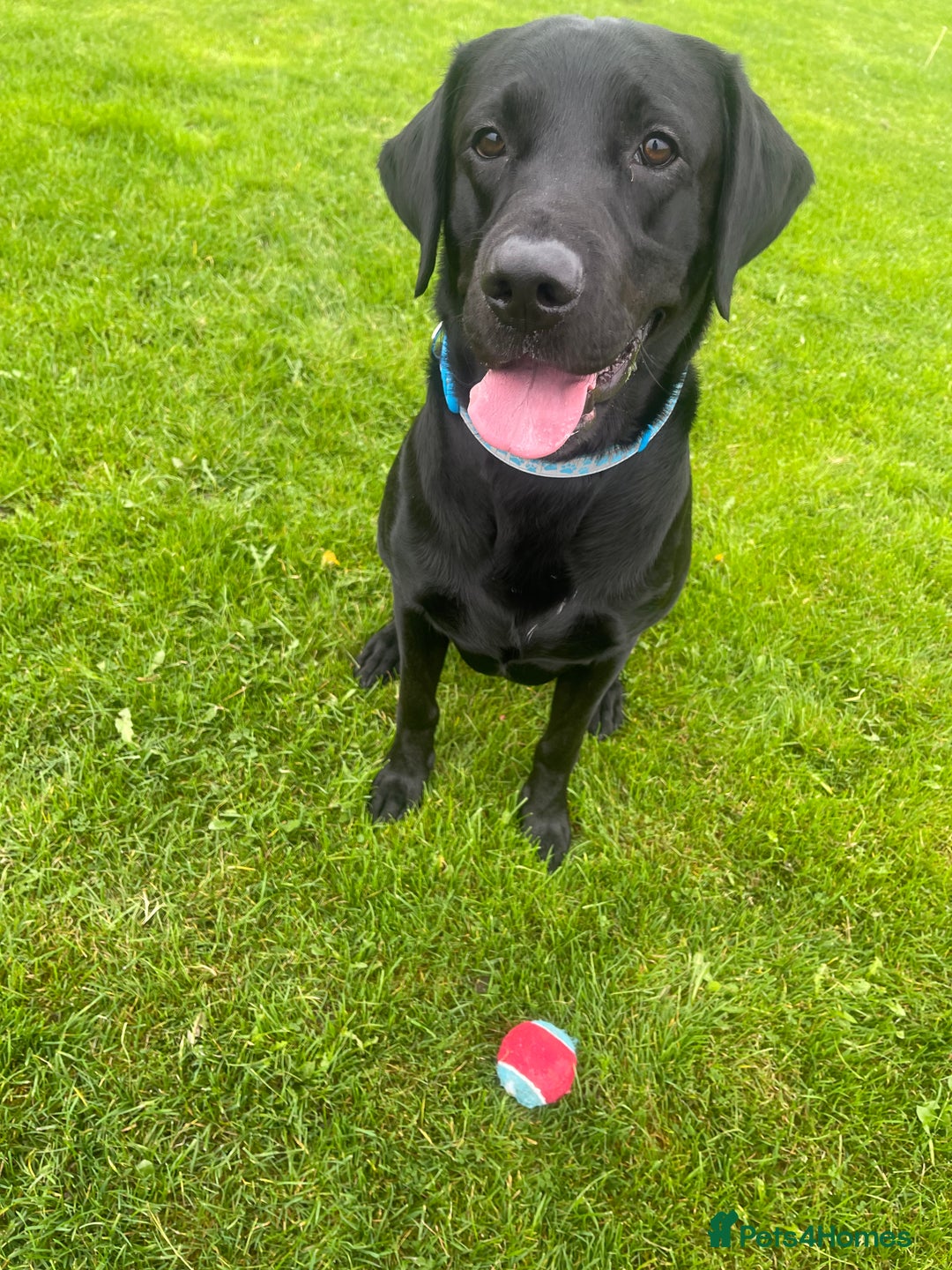 Labrador Retriever dogs for sale: Male Black Labrador  - Image 10