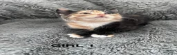 Mixed Breed cats for sale: Kittens 1/4 Maine coon.7 weeks and ready to leave. - Advert 10