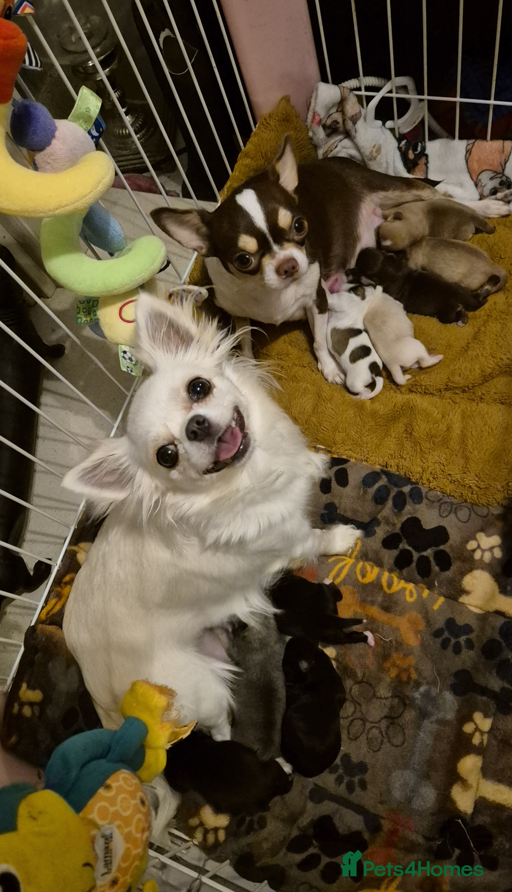 Chihuahua dogs Kc registered chihuahua puppies - Advert 1