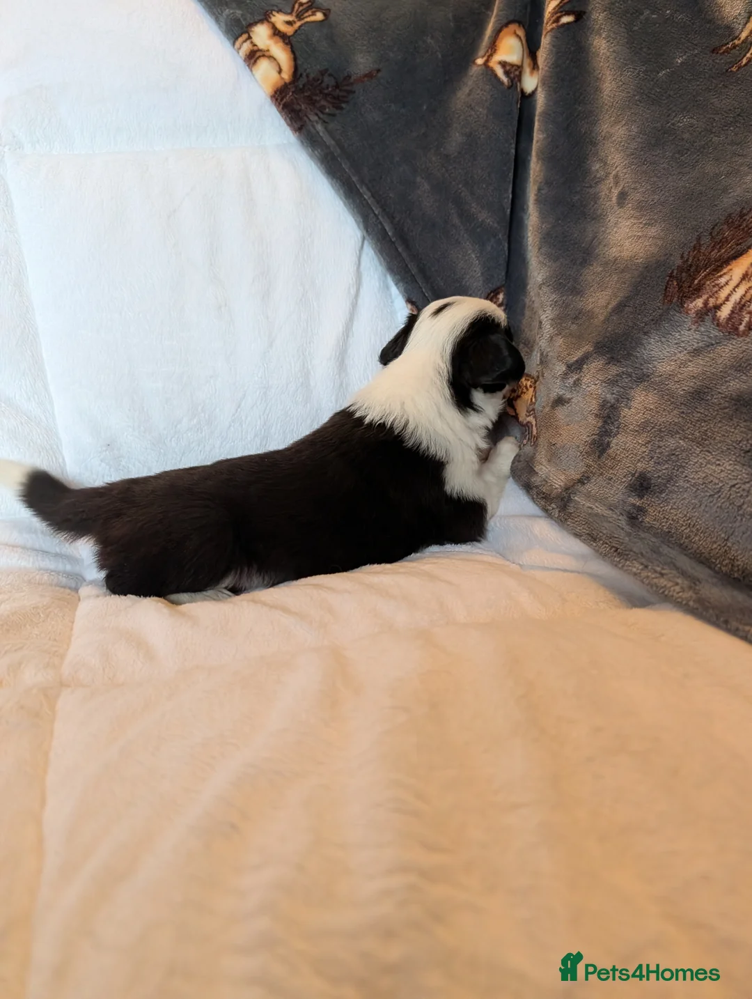 Border Collie dogs for sale: Traditional border collie puppies - Advert 7