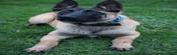 Belgian Shepherd Dog dogs for sale: Big bone malinois male  - Advert 6