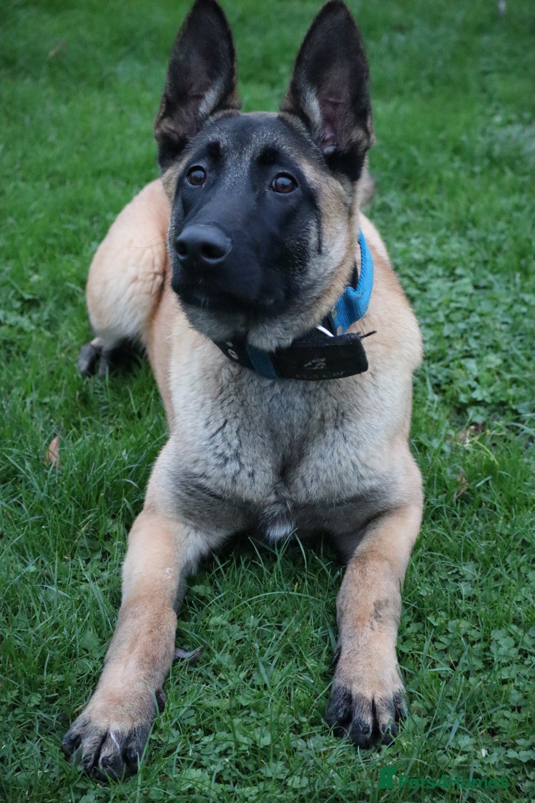 Belgian Shepherd Dog dogs for sale: Big bone malinois male  - Advert 6