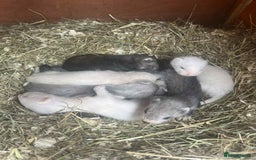 Ferret rodents for sale: Ferret kits  - Image 3
