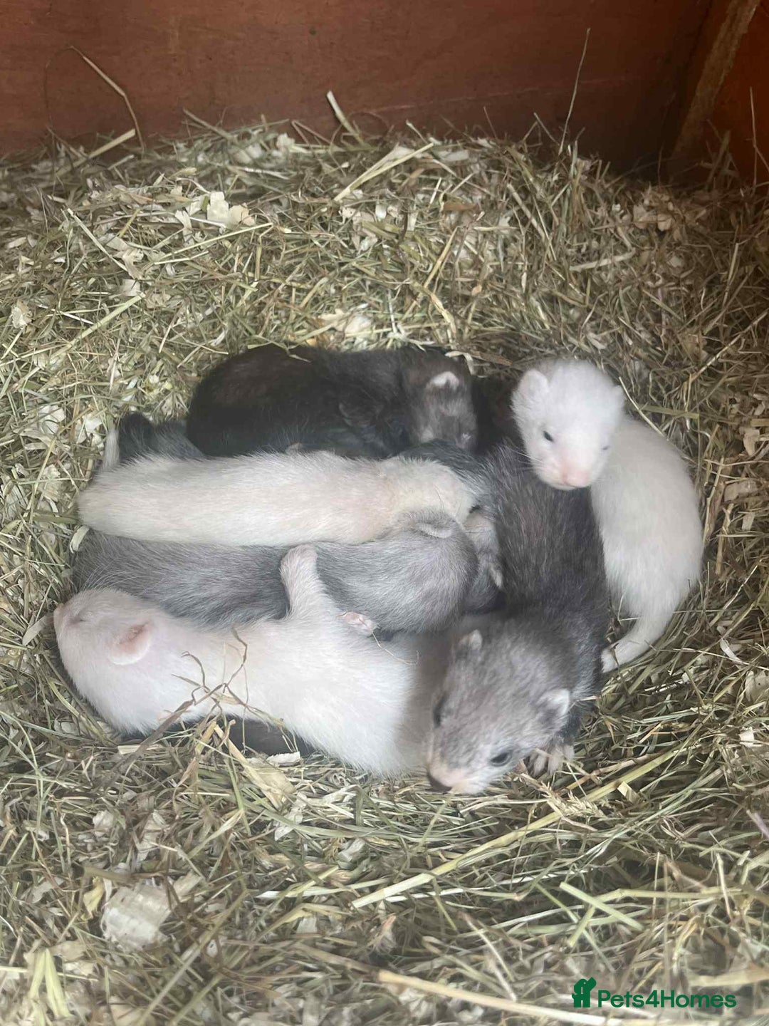 Ferret rodents for sale: Ferret kits  - Image 3