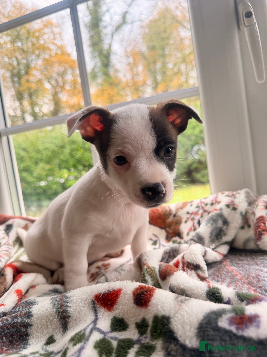 Mixed Breed dogs for sale: Last little girl puppy - Image 3