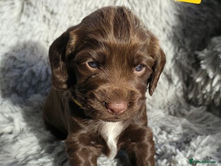 Cocker Spaniel dogs - Advert 4