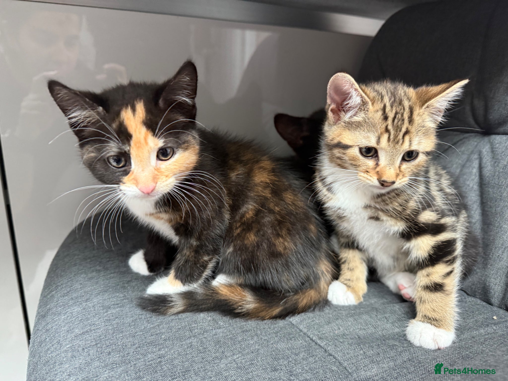 Mixed Breed cats 4 playful kittens mix of girls and boys - Advert 11