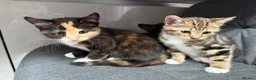 Mixed Breed cats for sale: 4 playful kittens mix of girls and boys - Advert 1