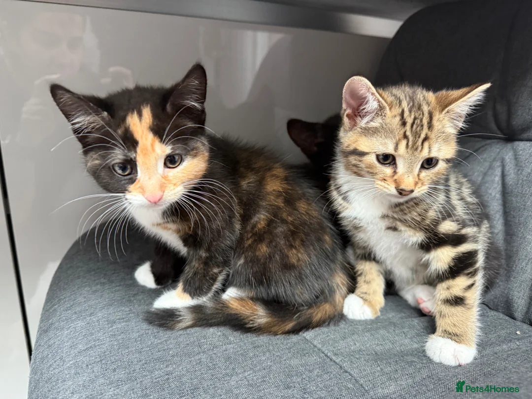 Mixed Breed cats for sale: 4 playful kittens mix of girls and boys - Advert 1