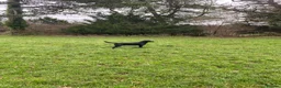 Labrador Retriever dogs for stud: Black Labrador Stud - Shadow/Proven in Ivybridge - Advert 1