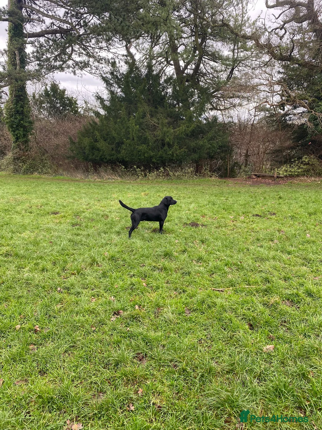 Labrador Retriever dogs for stud: Black Labrador Stud - Shadow/Proven in Ivybridge - Advert 1