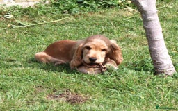 Cocker Spaniel dogs for sale: KC registered Cocker Spaniel puppies - Image 11