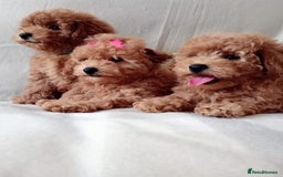Toy Poodle dogs for sale: Tiny Toy Poodle - Image 1