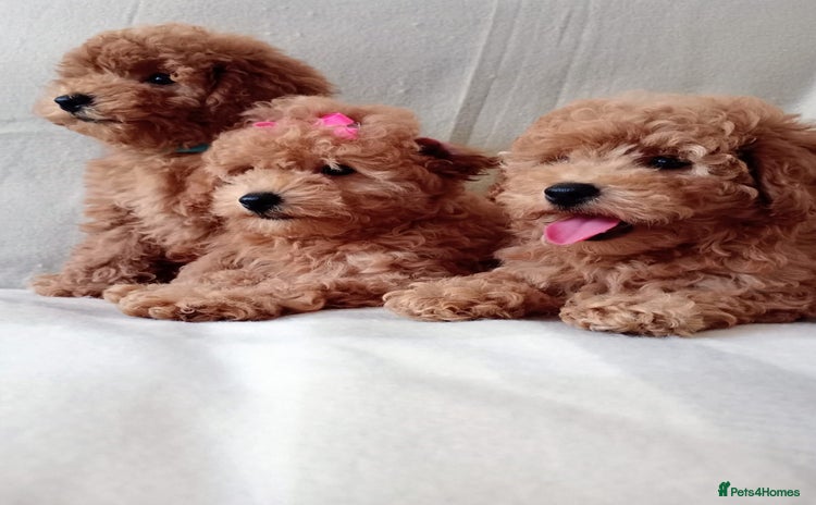 Toy Poodle dogs - Advert 3