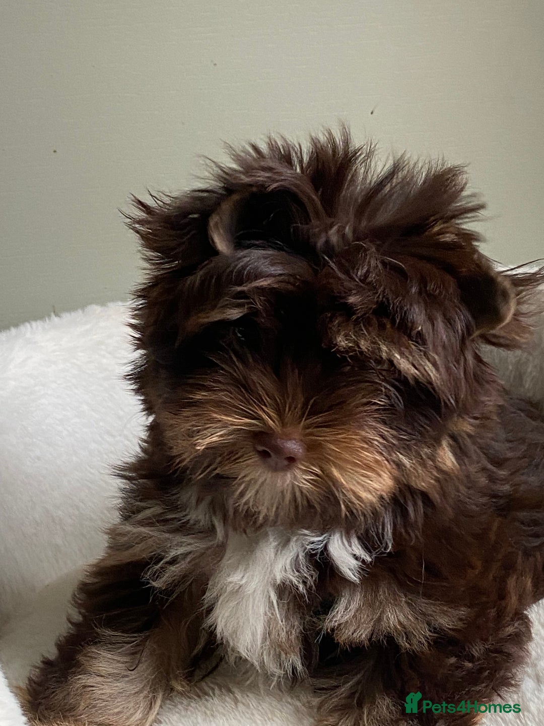 Yorkshire Terrier dogs for sale: Colorful Yorkshire Terrier puppies for sale - Advert 36