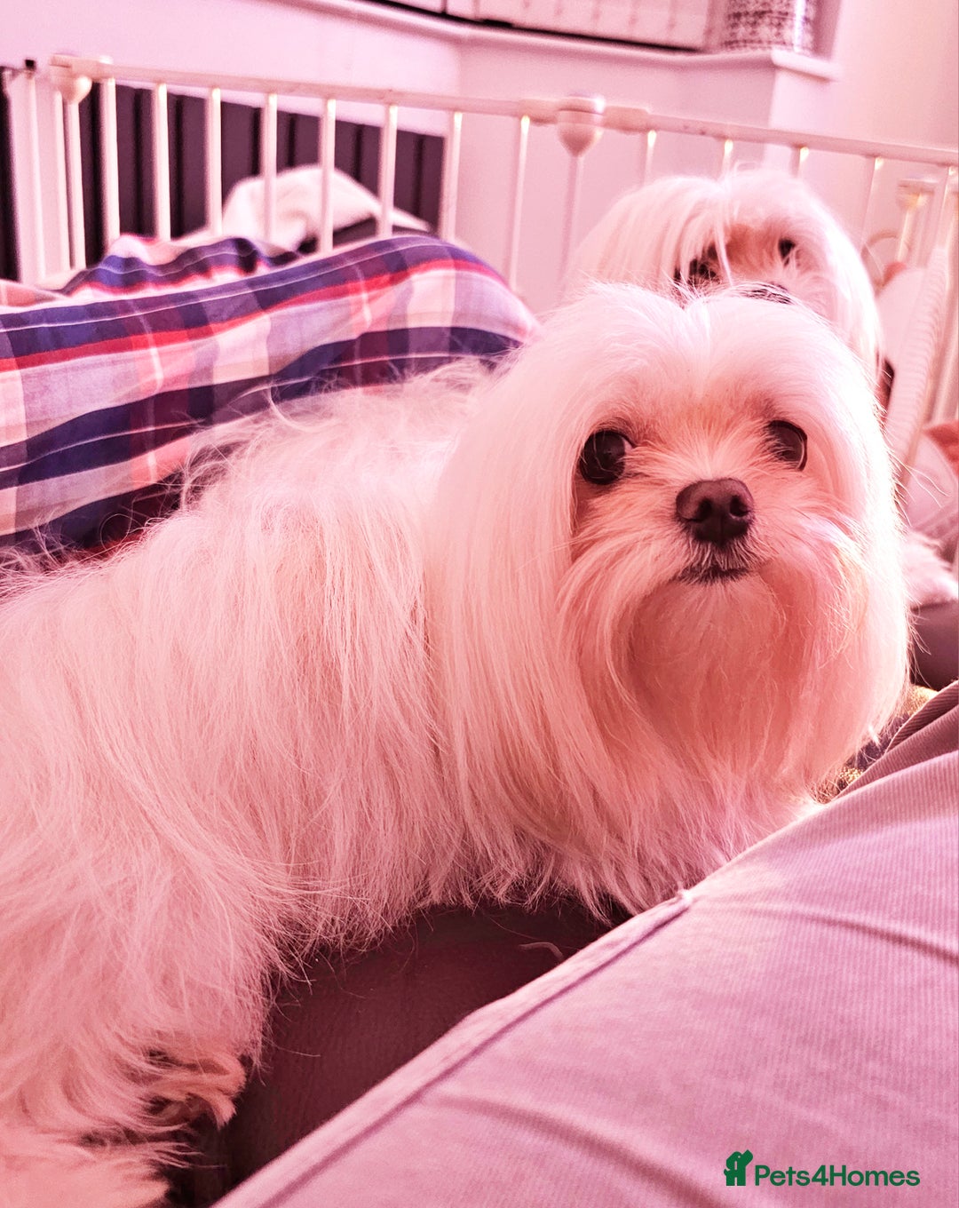 Maltese dogs for stud: 2kg kC Korean line Maltese stud in Derby - Advert 9