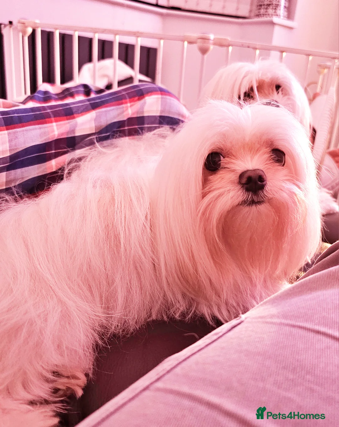 Maltese dogs for stud: 2kg kC Korean line Maltese stud in Derby - Advert 9