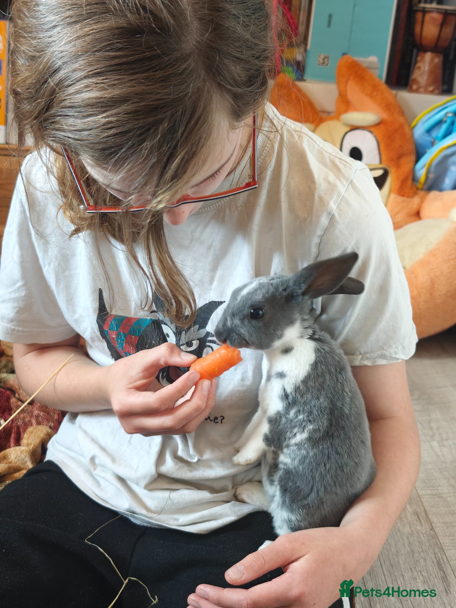 Rex rabbits Mini Rex Rabbits  - Advert 2