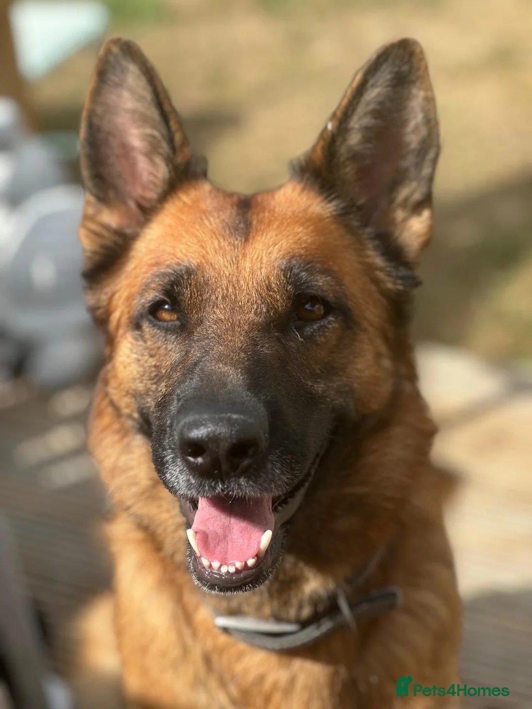 German Shepherd dogs for sale: Beautiful German shepherd - Advert 3