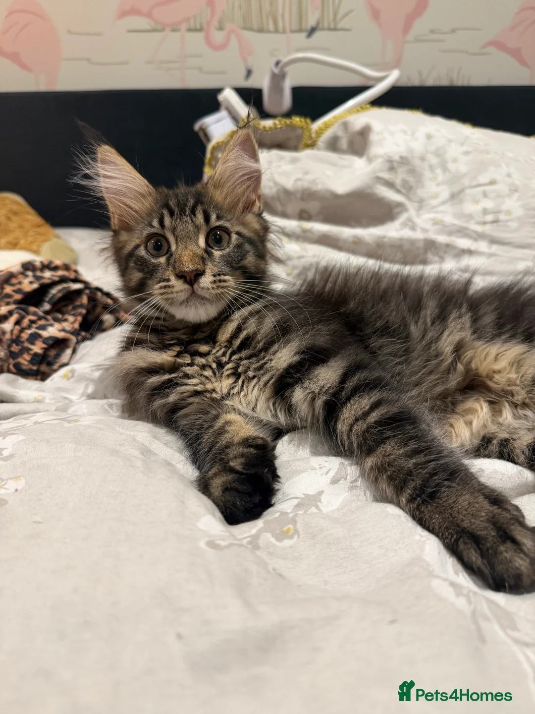 Maine Coon cats for sale: Silver Tabby Maine Coons - Advert 12