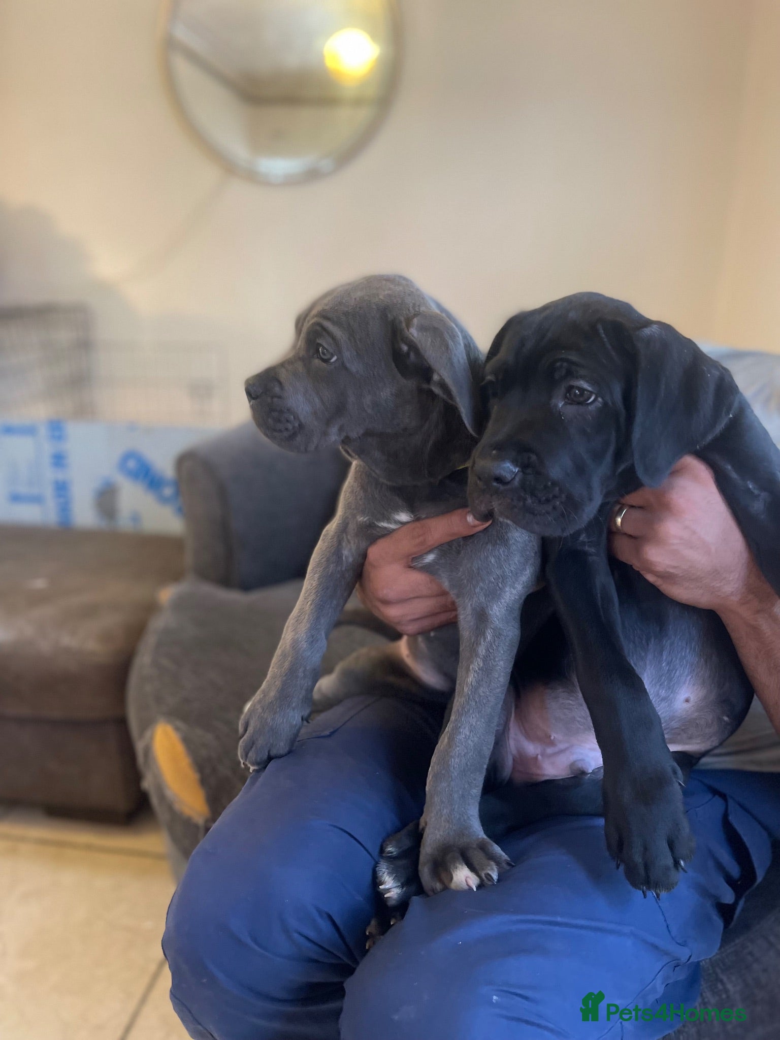 Cane Corso dogs 8+ Gen Cane Corso Pups - Advert 1