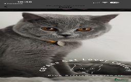 British Shorthair cats for sale: British shorthair female  - Image 6