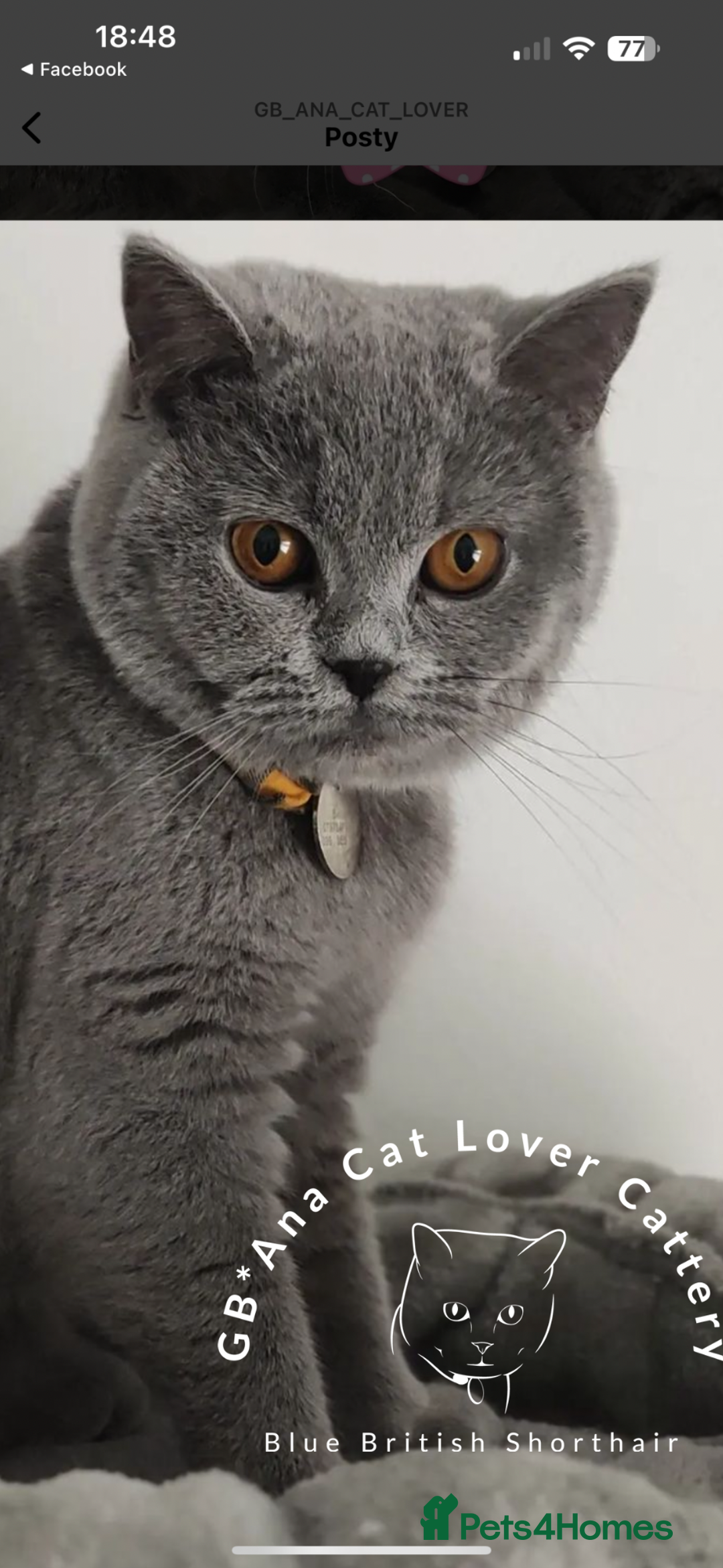 British Shorthair cats for sale: British shorthair female  - Image 6